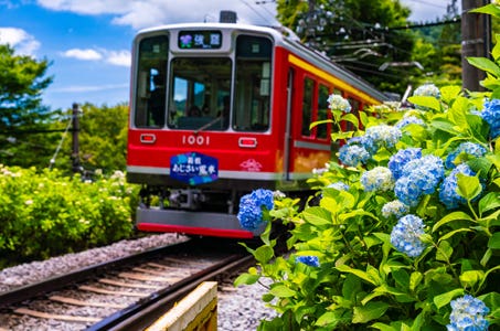 6/19催行間近!【新宿発】美しく色づくあじさいを見に箱根へ 箱根あじさい電車と御殿場プレミアム・アウトレットでお買い物!おやつは旬の味覚さくらんぼ狩り 初夏満喫日帰りバスツアー