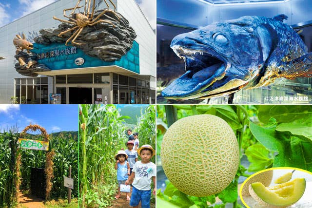 【新宿発】夏休み企画★珍しい生き物いっぱい!!沼津・深海水族館&酪農王国オラッチェ『とうもろこし畑 巨大迷路』に大人も子供もチャレンジ!!豪華マスクメロン狩りも満喫♪ わくわく日帰りバスツアー