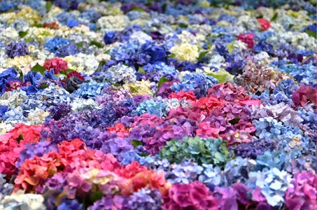 【東京発】美しき紫陽花の花手水・雨引観音と情緒あふれる佐原の街歩き おやつは鉾田のメロン半玉試食と、1玉お土産付! 初夏の日帰りバスツアー