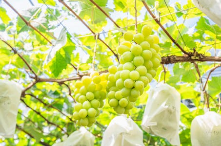 【新宿発】旬の味覚・シャインマスカットを贅沢食べ放題とハーブと花々が薫る大庭園・絶景富士山のパノラマ観賞!御殿場プレミアム・アウトレットでお買い物! 日帰りバスツアー