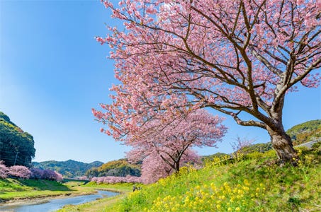 【新宿発】春一番!850本の河津桜と絶景・三島スカイウォーク、おやつは紅くて甘いいちご狩り食べ放題 お昼はこだわりの亀戸升本お花見弁当付!伊豆満喫日帰りバスツアー