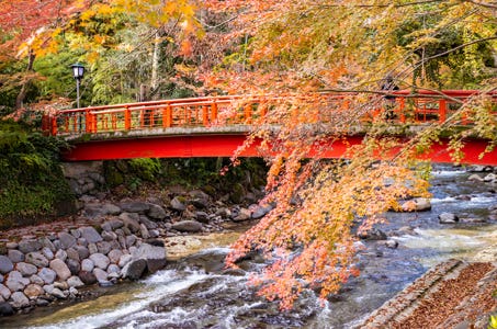 【新宿発】紅く染まる修善寺街歩きと絶景空中散歩の三島スカイウォーク、沼津港グルメの食べ歩きと旬のみかん狩り 伊豆満喫日帰りバスツアー