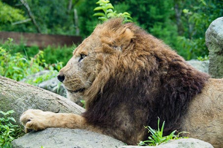 12/17催行決定!【全国旅行支援・今こそ しずおか 元気旅】動物たちの楽園・富士サファリパークと御殿場プレミアム・アウトレットでお買い物!きらめく時之栖ウィンターイルミネーション★静岡満喫日帰りバスツアー