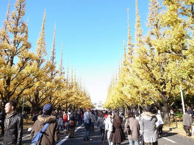 【旭川空港発】 人気の東京スカイバスでぐるっと都内観光と 紅葉の明治神宮外苑・迎賓館赤坂離宮本館庭園見物 ２日間3