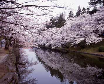 【白河・須賀川・郡山エリア発】 1000年余の時を咲かせる、全長43kmの桜色観光ルート！置賜さくら回廊７景（日帰り）1