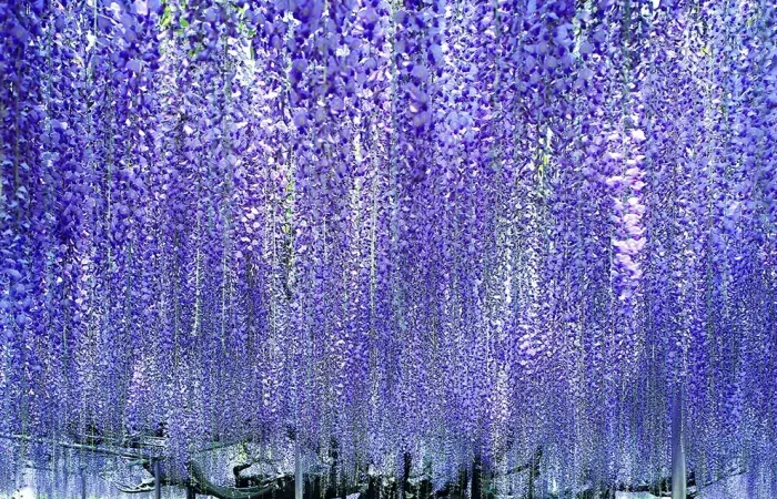 ★4/21　4/28 催行決定★【横浜発】ひたち海浜公園＆あしかがフラワーパーク 春の2大花名所へ！ひたち海浜公園ネモフィラ＆あしかがフラワーパーク大藤をW鑑賞2