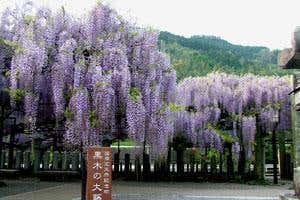 『「中山の大藤」「黒木の大藤」「大中臣神社の将軍藤」 福岡3つの藤めぐり』【小倉・黒崎 出発】