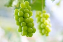 【春日井・瀬戸発】＊日帰り昼食付＊『南信州シャインマスカット狩り』1