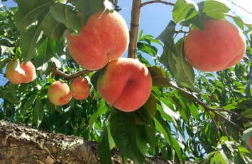 [名古屋発]南信州トキメキの桃狩り＆ドーナツ詰め放題！三元豚とおこわの２段蒸篭のお昼食と養命酒ミュージアムへレッツゴー！