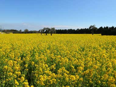 「渥美半島菜の花祭り」＆「河津桜祭り」と伊良湖リゾートで過ごす優雅な休日2日間【藤井寺・近鉄八尾・八戸ノ里・枚方市・JR高槻発】