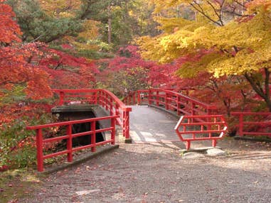 【山形県内発】 越後きのこ狩りと寺泊で海産物のお買い物・ご昼食＆ 弥彦神社菊まつりともみじ谷（日帰り）