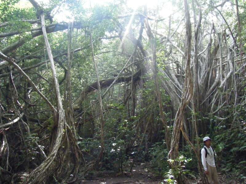 【出雲空港発】 世界自然遺産小笠原諸島　父島・母島２島をめぐる貴重な体験の旅 7日間3