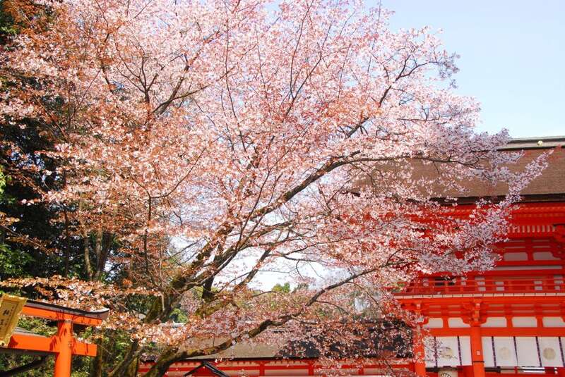 【静岡・新富士・三島発】 世界遺産・吉野山千本桜と 古都京都5つの世界遺産さくら名所めぐり　3日間2
