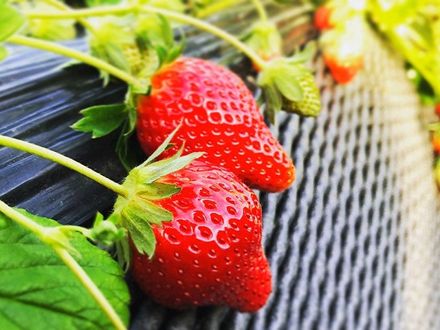 ■【栃木】いちごの季節到来★初物いちご狩り食べ放題＆あしかがフラワーパーク「光の花の庭」＆果実畑の隠れ家でイタリアンビュッフェ＆世界初のあんこバー「AOYA CAMPAGNE」1