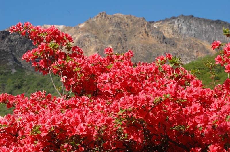 【旭川エリア発】 真紅に彩る 道南・恵山のつつじ・大沼公園と「ラ・ジェント・ステイ函館駅前」にご宿泊　【2日間】1