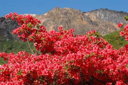 【旭川エリア発】 真紅に彩る 道南・恵山のつつじ・大沼公園と「ラ・ジェント・ステイ函館駅前」にご宿泊　【2日間】