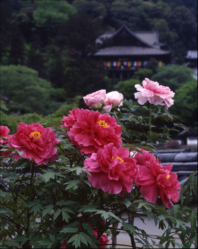 【福井県内発】 長谷寺ぼたんと室生寺しゃくなげ　麗しの大和路花めぐり　日帰り3