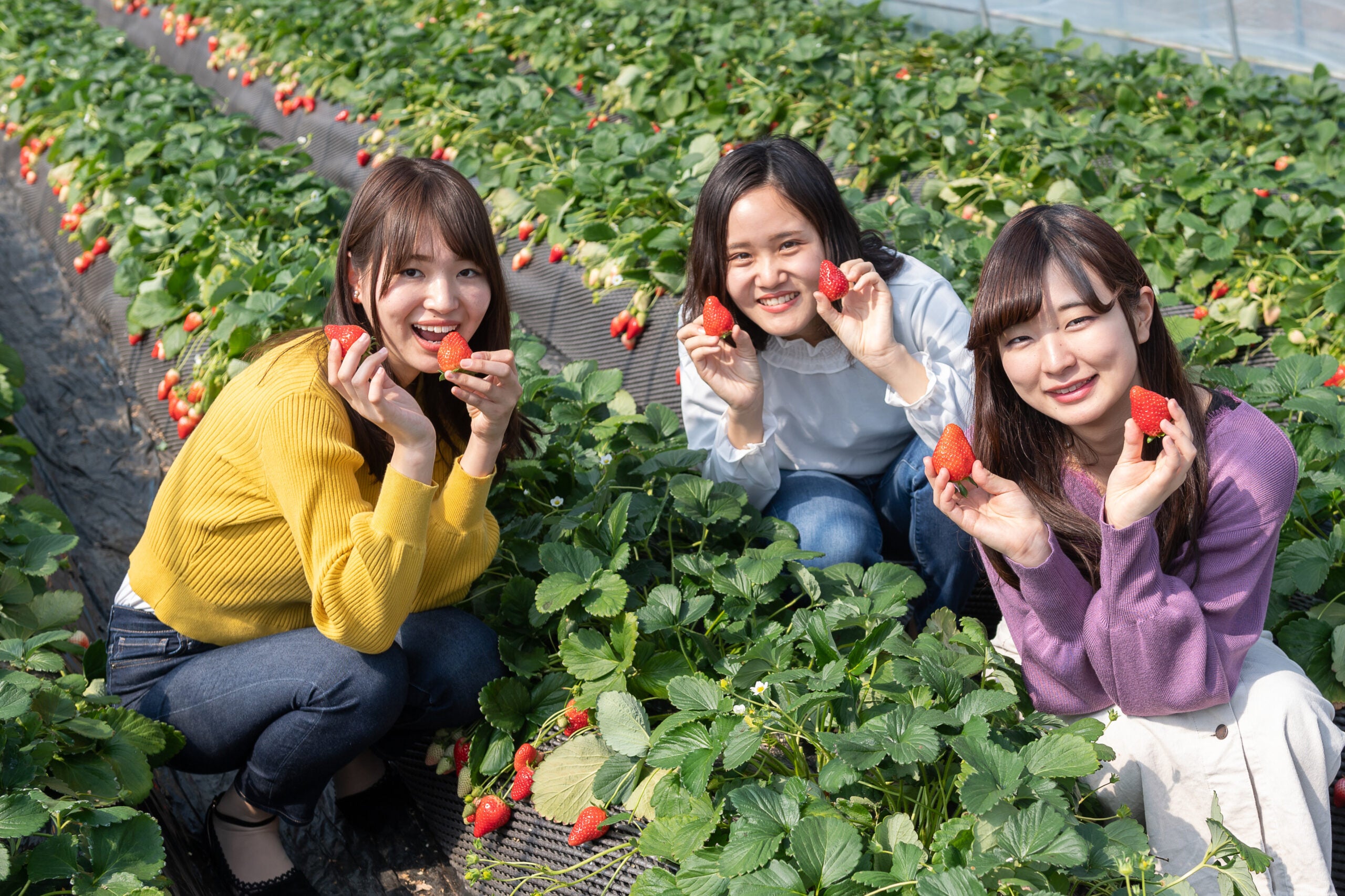 【京成船橋発】～ニューイヤーイルミネーション～「あしかがフラワーパーク」光の花の庭＆いちご狩り＜コースNo.25-1131-A＞（京成トラベル）3