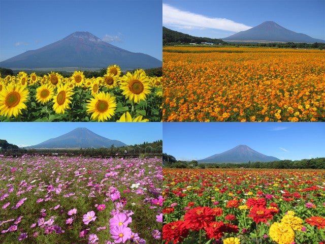 ■【山梨】富士山麓で初秋の花咲く花畑散策♪シャインマスカット狩り食べ放題＆人気の桔梗信玄餅詰め放題！山中湖花の都公園で季節の彩りを満喫♪＜ご当地グルメ『ほうとう』の昼食付き＞3