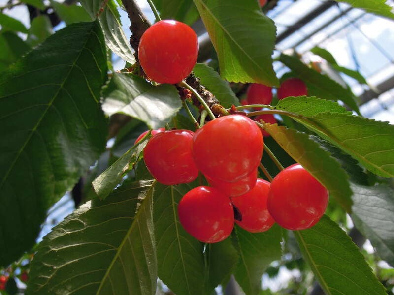 【大分空港発】 山形さくらんぼ狩りと会津・蔵王・松島周遊３日間1