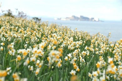【広島駅新幹線口・アストラムライン古市駅発着／日帰り】水仙と波音の織り成す絶景！ 水仙の里かまてウォークとむいかいち温泉1