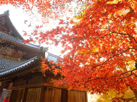 中部発 日帰り そうめん発祥の地を訪れる 花の御寺・長谷寺と女人高野・室生寺の紅葉めぐり＜JAMJAM TOUR＞1