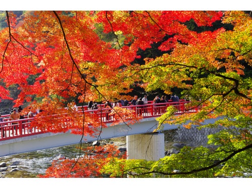 【名古屋・一社発】本格フランス料理フルコース＆東海屈指の紅葉名所・香嵐渓と小原の四季桜2