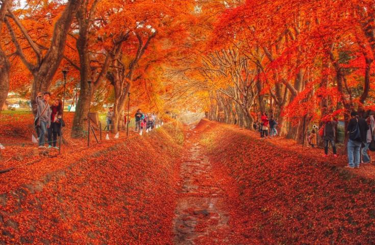 [東京発/新宿LOVE発]富士河口湖絶景日帰りツアー！いろんな角度から富士山の感動の景色を望む撮影ポイント巡りツアー！昼食は自由にお好きな場所で！(英語ガイド付)2