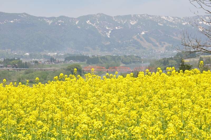 GW！高原温泉リゾートに宿泊！圧巻の雪壁！志賀草津高原ルート「雪の回廊」と花・グルメ・街歩き2