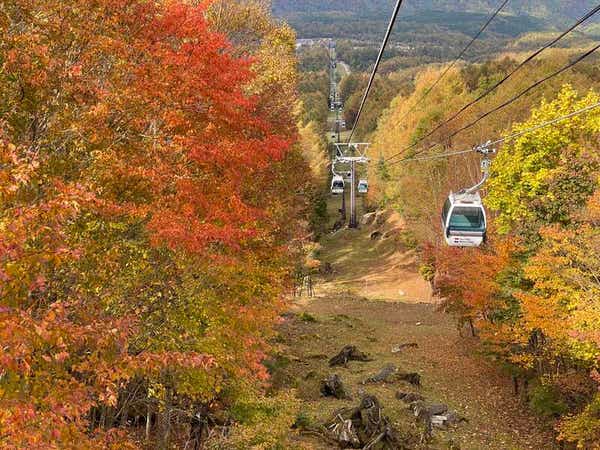 【茨城県内発】 ハンターマウンテン塩原『紅葉ゴンドラ』＆もみじ谷大吊橋　『五彩わっぱ膳』の昼食と焼きたてアップルパイ付き　日帰り1