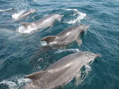 【福岡県内／博多駅　発】 D&S列車「A列車で行こう」利用！天草海鮮グルメとイルカウォッチング2日間