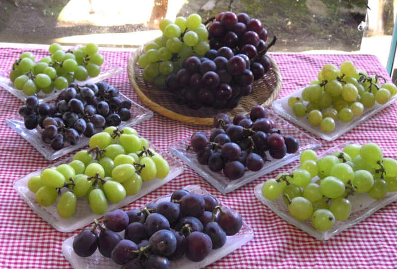 【阪神地区発】 ぶどう王国岡山！サンサンぶどう祭り　日帰り2