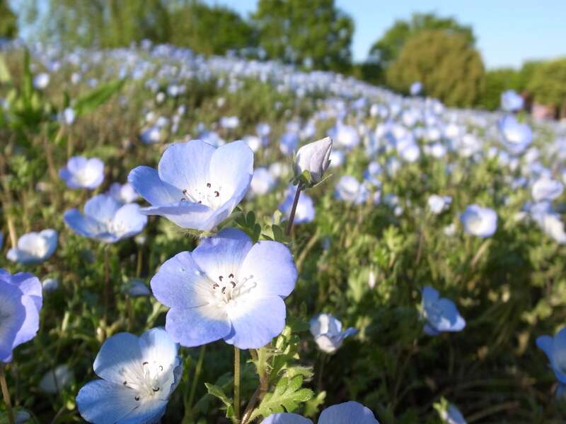 【福井県内発】 よみうりすごろく旅【第１回/４月】ブルーメの丘ネモフィラ と おごと温泉　日帰り1