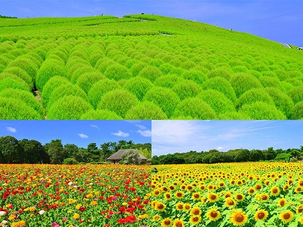■【茨城・栃木】夏の風物詩！ぜ～んぶいちごの贅沢かき氷「いちご氷」に桃２個お土産付き！地元で人気のビュッフェランチ＆夏の花咲くライムグリーンコキア「国営ひたち海浜公園」へ♪2