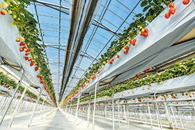 三宮・西宮・新大阪　発
№5931 「フェリーチェ」でいちご食べ放題！とビーフシチューランチ