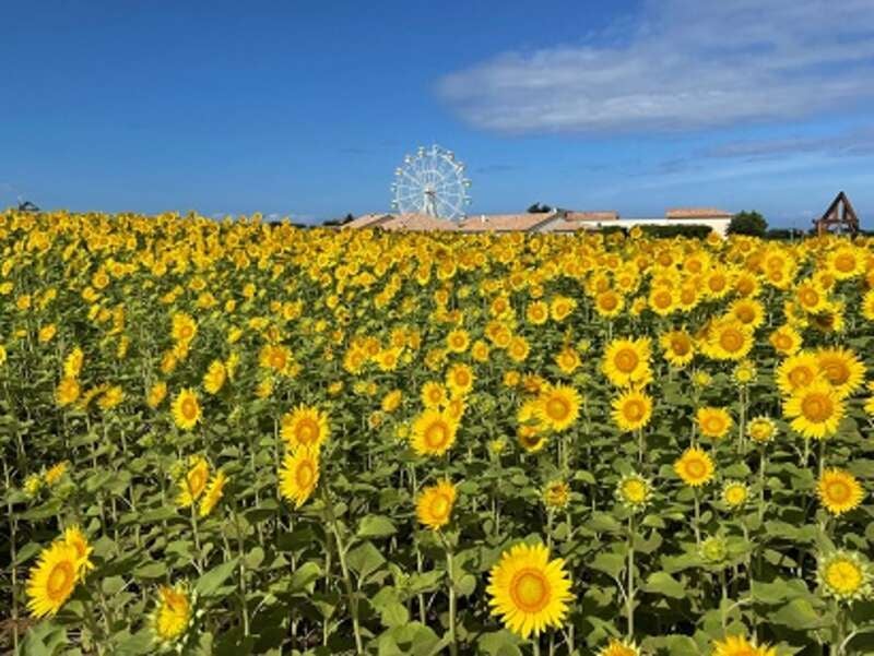 【千葉県内発】 夏真っ盛り！10万本のひまわり畑ソレイユの丘と 東京湾の無人島猿島上陸！1