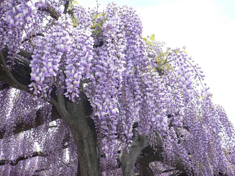 【高知県内発】 渋川公園「藤棚」と春のアフタヌーンティー　日帰り2
