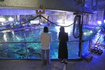 ◎WEB予約でリボンポイント３ポイント◎【名古屋駅発】＊日帰り昼食付＊『潜入！鳥羽水族館バックヤードツアーと大将おまかせ！海鮮丼定食』1