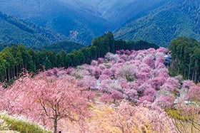龍野・花田・三木　発
天空の庭　高見の郷1