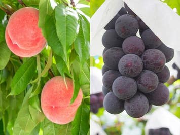 ■【山梨】やまなし満腹満足-夏～初秋編-！人気の桔梗信玄餅詰め放題と旬のフルーツ狩り♪雲上の富士山五合目へ行こう！