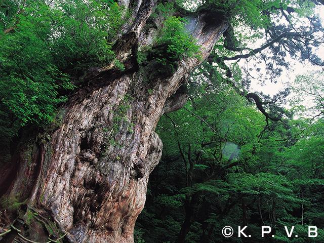 ■往復航空機利用！【ガイドと行く！2日間レンタル3点(リュック・雨具・登山靴)付き♪縄文杉＆(早朝)白谷雲水峡と太鼓岩トレッキングツアー】世界遺産「屋久島」4泊5日2