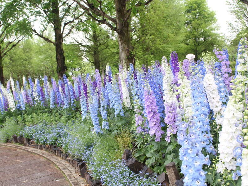 【兵庫県内発】 藤にまつわる4つの神社＆「草津市立水生植物公園みずの森」とホテルのレストランで頂く洋食ランチ　日帰り3