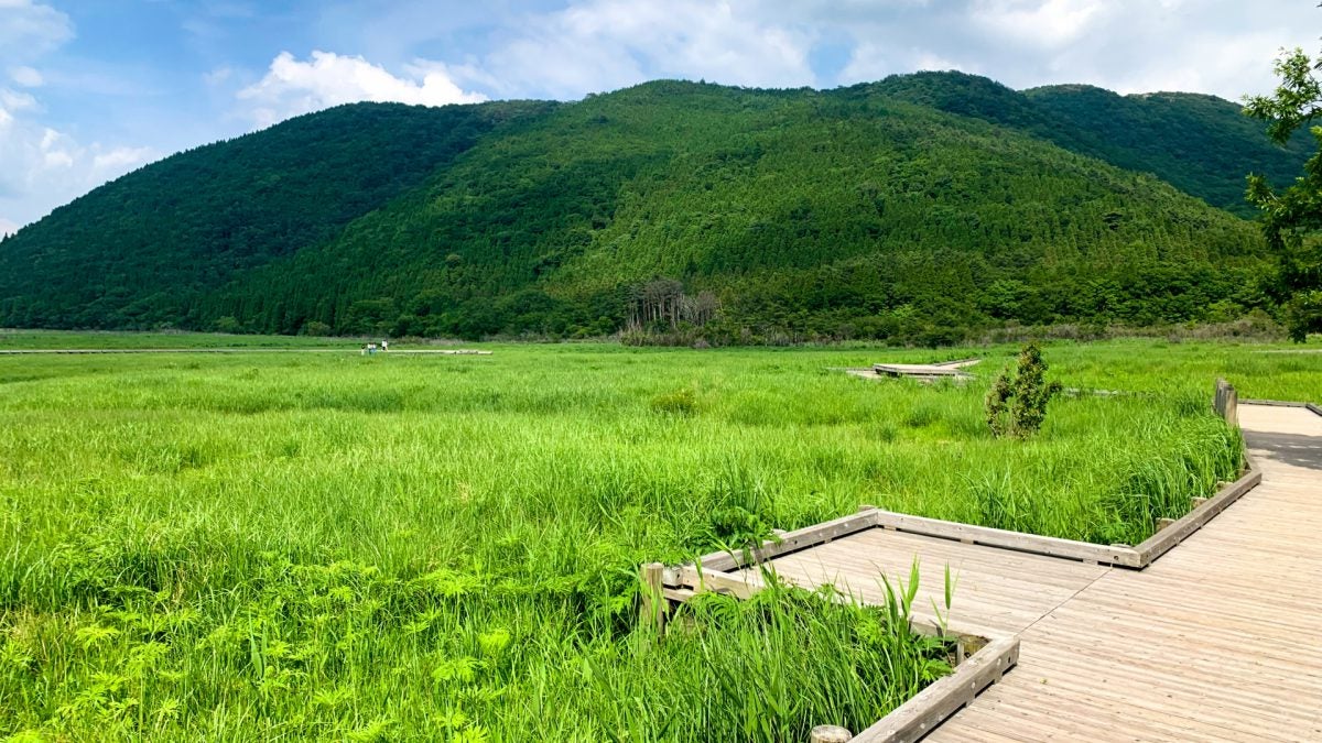 涼風さらさら山麓湧水地「タデ原湿原」と九重夢大吊橋 初夏の味覚「山女魚」の塩焼き昼食　日帰りバスツアー🚌1