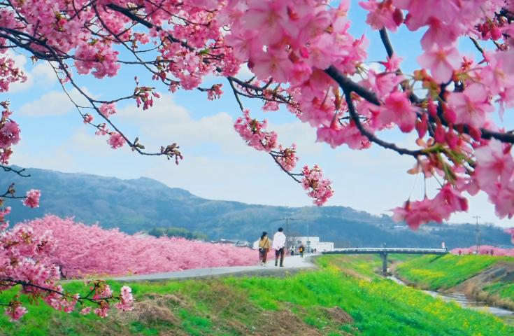 ★2/21、24催行決定★[横浜発]ず、ず、ずわい蟹食べ放題＆いちご狩り食べ放題♪めんたいパーク工場見学や桃色に彩るかんなみの桜並木散策等、春の遠足日帰りバスツアー！1