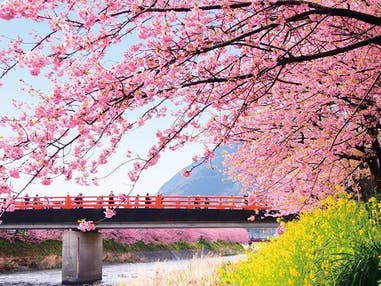 ■＜新宿発＞【静岡】さくら咲き誇る！ピンクに染まる早春の花景色「河津桜まつり」＆いちご狩り食べ放題【駿河弁当付】〈土日祝出発限定コース〉