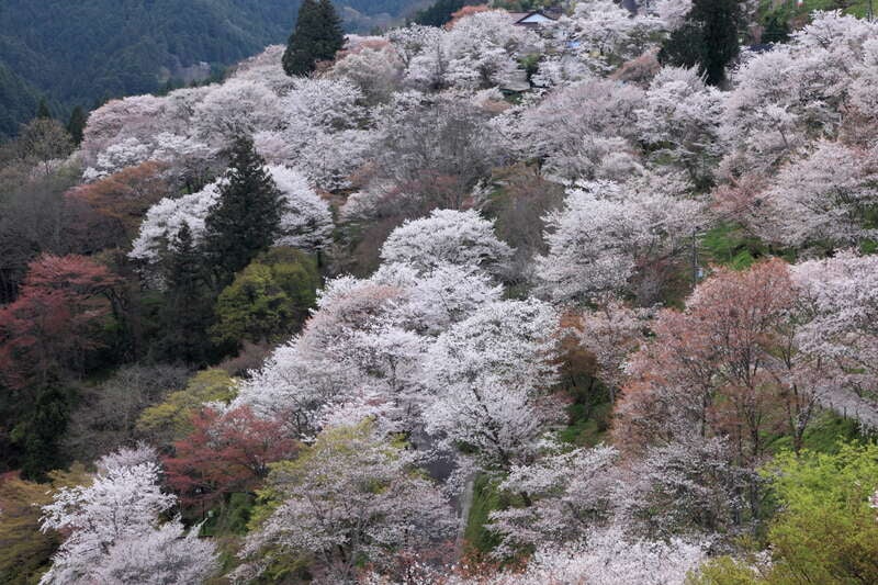 【福井県内発】 日本さくら名所100選・世界遺産「吉野山千本桜」　日帰り1