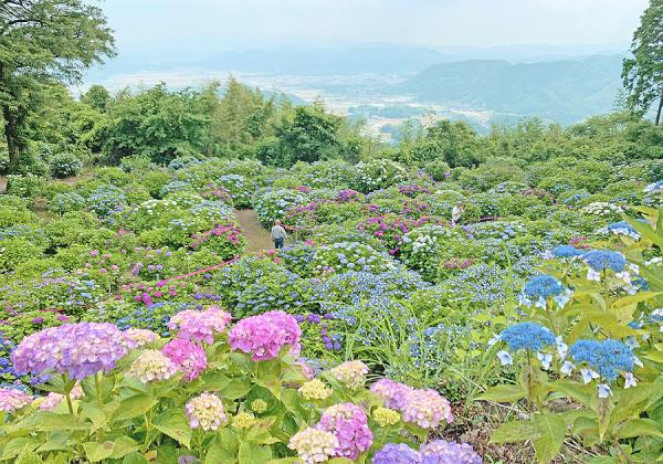 【3列バスの旅】天空のあじさい寺を訪ねて...山峡の湯治リゾート宿 古湯おんくり手毬箱ランチ1