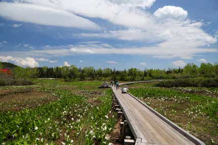 【京滋エリア発】 標高約1800ｍ！白馬山麓みずばしょうウォークと信州さくらんぼ狩り食べ放題２日間