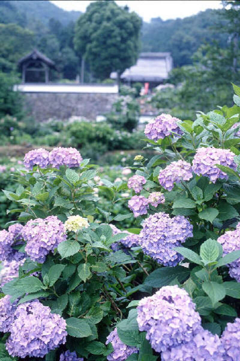 【大阪府内発】 ウ･キ･ウ･キ　ミステリーツアー日帰り2