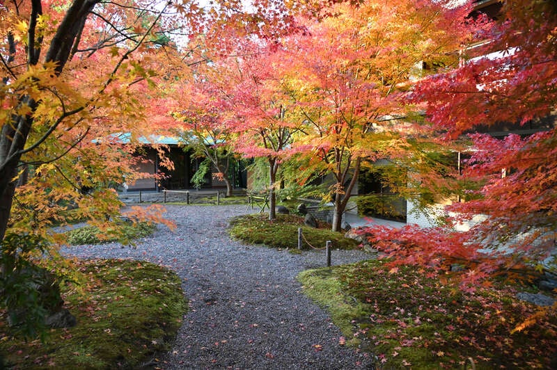 【大阪府内発】 こんな旅してみたかった！紅葉ミステリーツアー　日帰り1